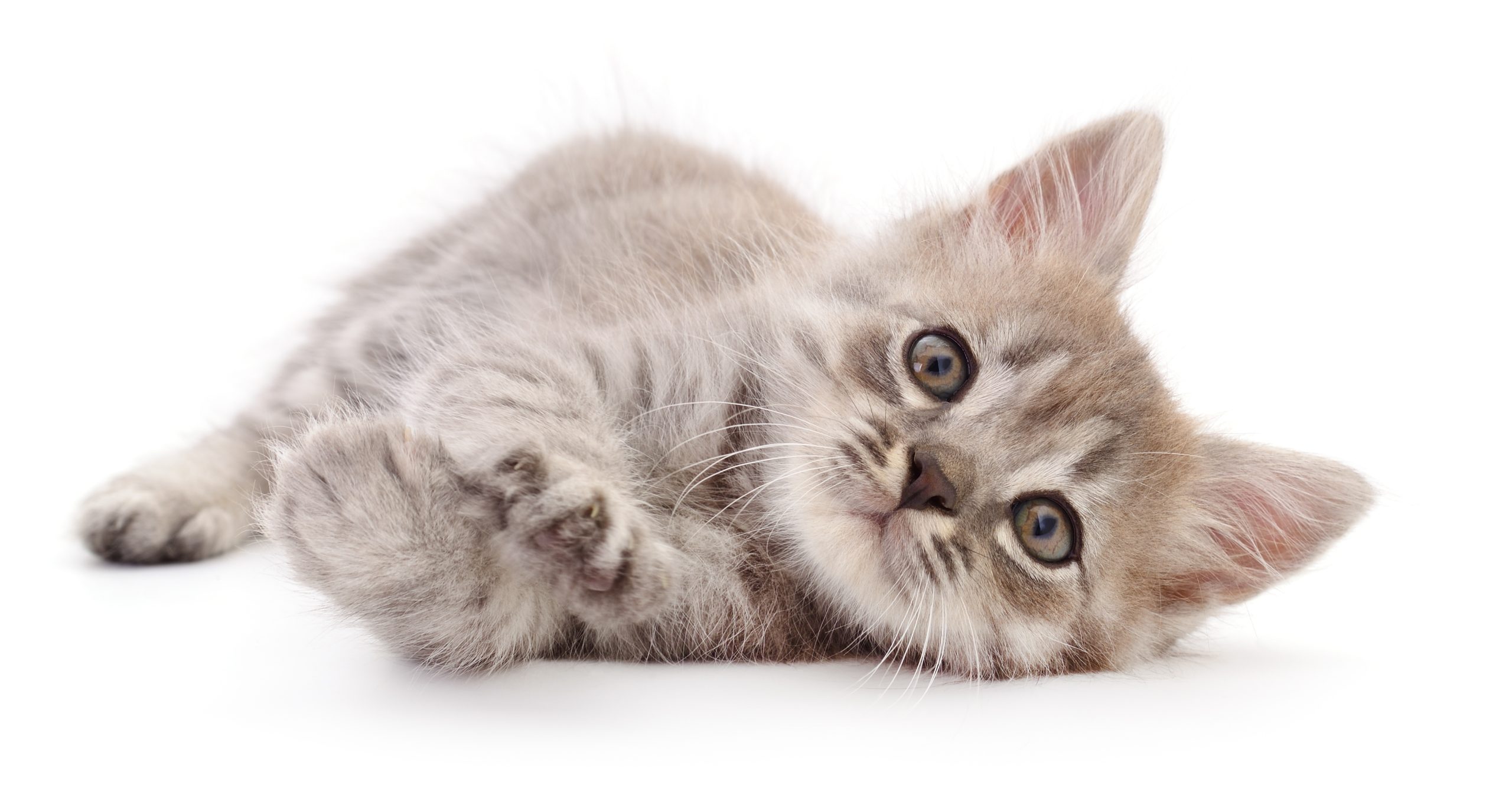 Happy Valley Animals in Need, Philipsburg, PA, Rescue Animals, Pet Adoption