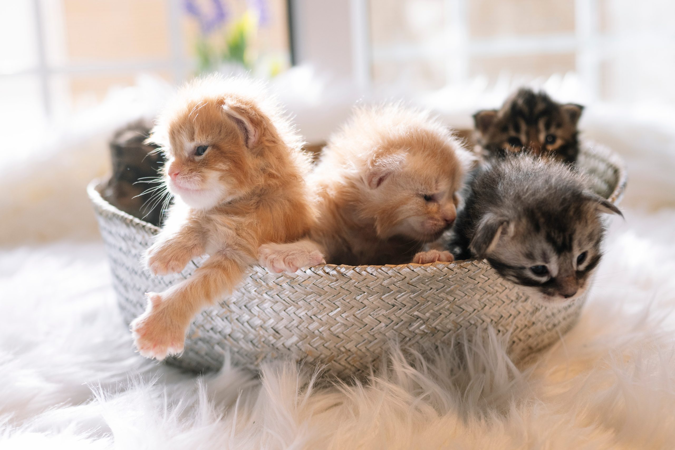 Happy Valley Animals in Need, Philipsburg, PA, Non-Profit Animal Rescue, Pet Adoption